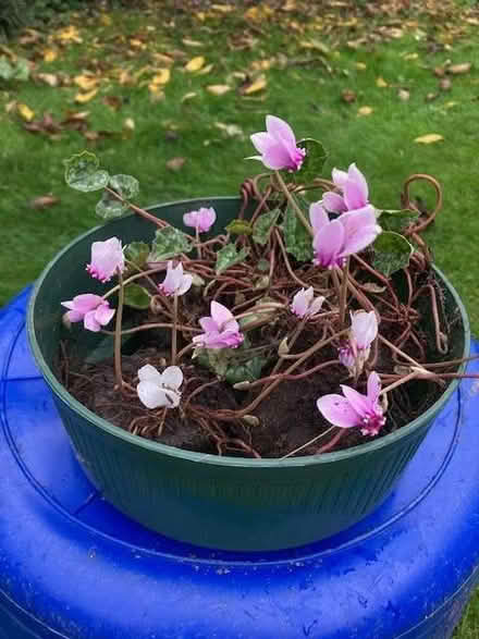 Photo of free Cyclamen (Purley on Thames RG31) #1