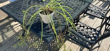 Photo of free Spider plant in 6 inch pot (Clifton, NJ) #1