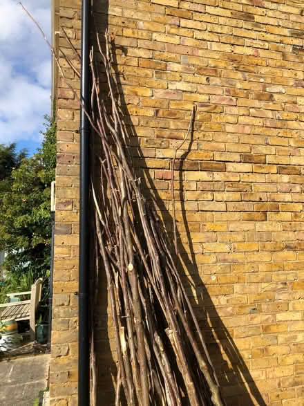 Photo of free Hazel/Cobnut Poles (CT3) #2