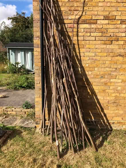 Photo of free Hazel/Cobnut Poles (CT3) #1