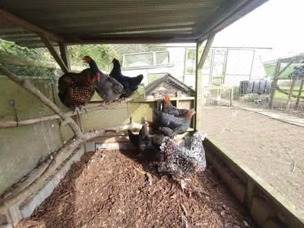 Photo of free Hens (St. Hilary TR20) #1