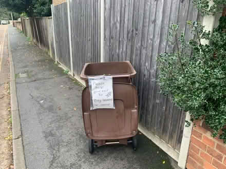 Photo of free Bay leaves Bedfont (Bedfont TW14) #2