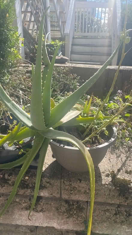 Photo of free Aloe vera plant (East Somerville) #1