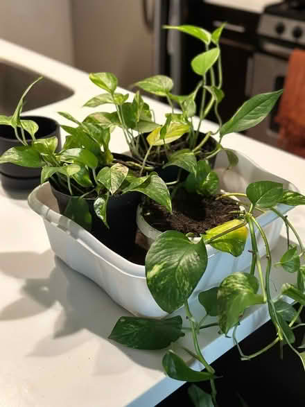 Photo of free Pothos Houseplants (Long Island City) #3