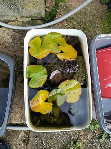 Photo of free Water Lilies (Hitchin - SG4) #1