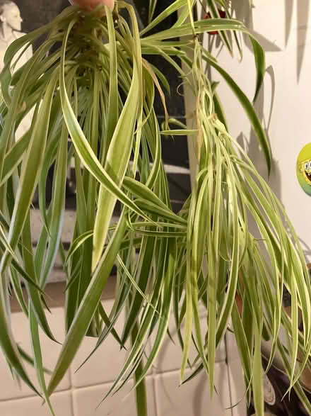 Photo of free Spider plant baby (Surbiton KT5) #1