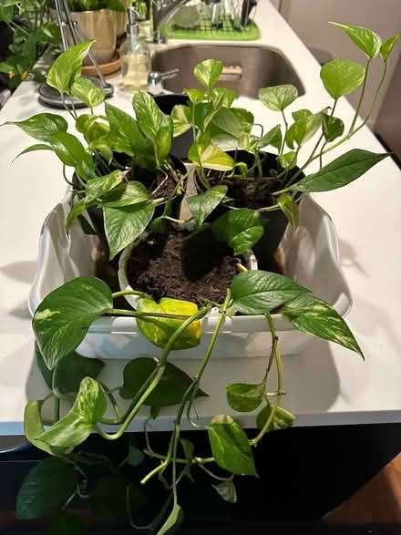 Photo of free Pothos Houseplants (Long Island City) #4