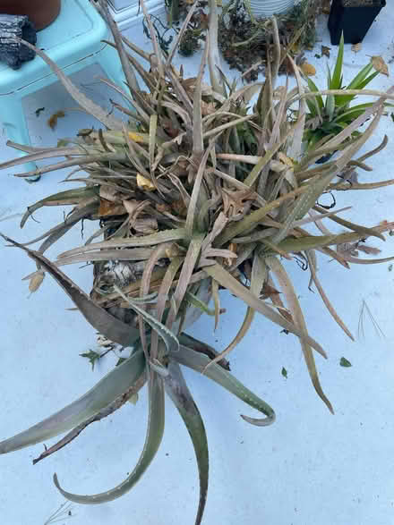 Photo of free aloes (Mountain Lakes) #1