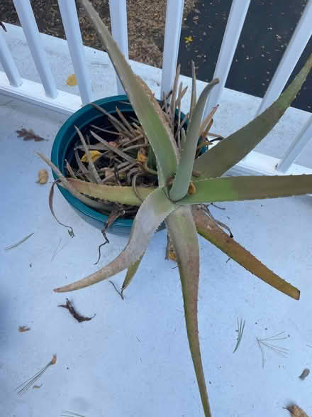 Photo of free aloes (Mountain Lakes) #2