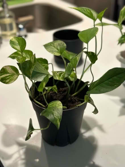 Photo of free Pothos Houseplants (Long Island City) #1