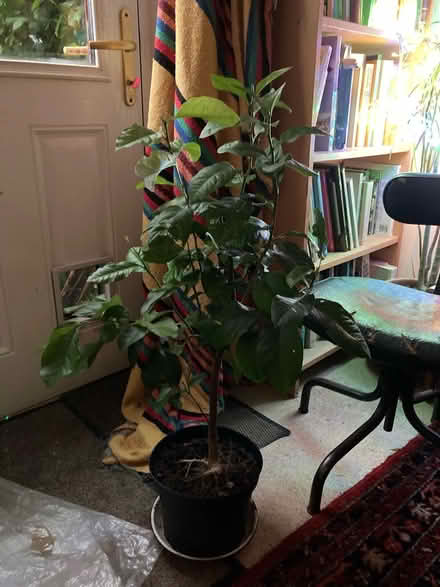 Photo of free lemon Tree (Glastonbury BA6) #1