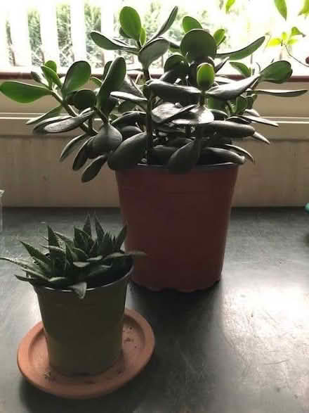 Photo of free Houseplants (Wheatley OX33) #1