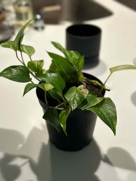 Photo of free Pothos Houseplants (Long Island City) #2