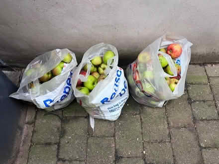 Photo of free Cooking Apples (Hertford SG14) #1