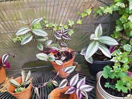 Photo of free Tradescantias (islington N1) #1