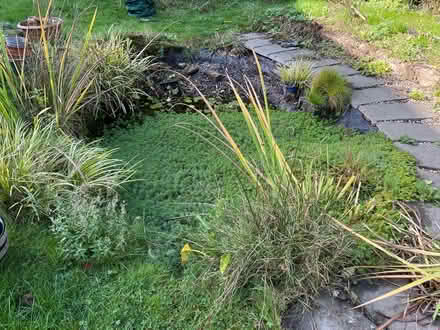 Photo of free Assorted pond plants (West Bridgford NG2) #2