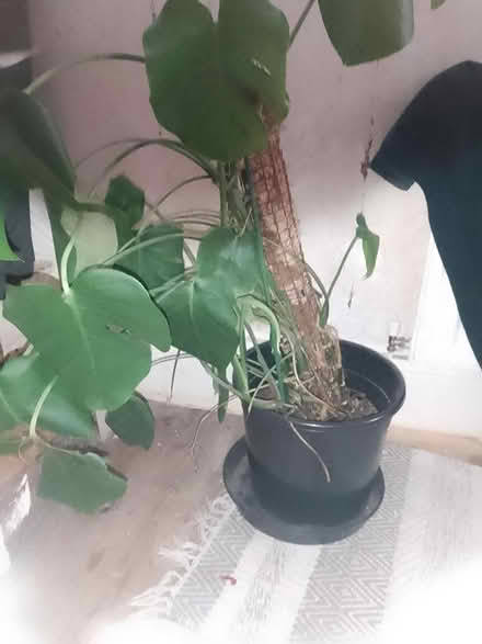 Photo of free Plant (Wallasey) #1