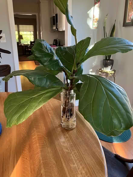 Photo of free Fiddle Leaf Fig starts (Near Hobson/Woodridge Dr) #1