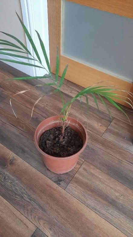 Photo of free Indoor plant needing care (Abbey Wood SE2) #2