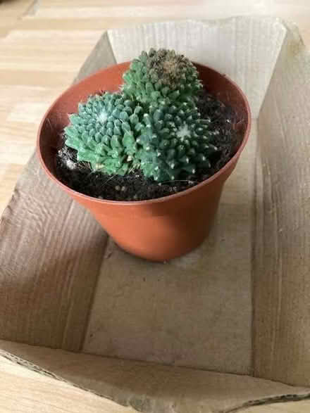 Photo of free Cactus plant (real) (Port of Wisbech PE13) #1