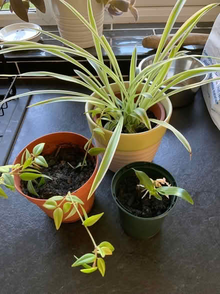Photo of free Baby plants (SK14) #1