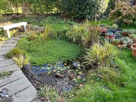 Photo of free Assorted pond plants (West Bridgford NG2) #1