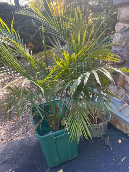 Photo of free Palms (Mountain Lakes) #2