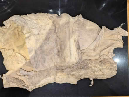 Photo of free Chamois leather (Aldrington BN3) #1