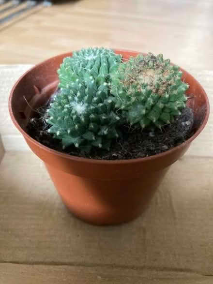Photo of free Cactus plant (real) (Port of Wisbech PE13) #2