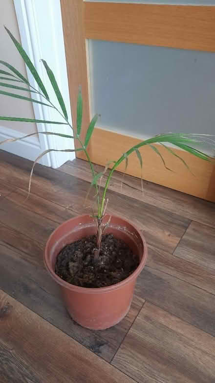 Photo of free Indoor plant needing care (Abbey Wood SE2) #1