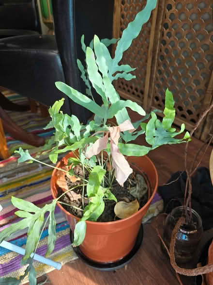 Photo of free Plants (2 Large, 2 Medium) (Locks Heath SO31) #3