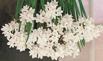 Photo of free Daffodil bulbs (Viables RG21) #1