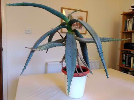 Photo of free Aloe plant (South Bretton) #1