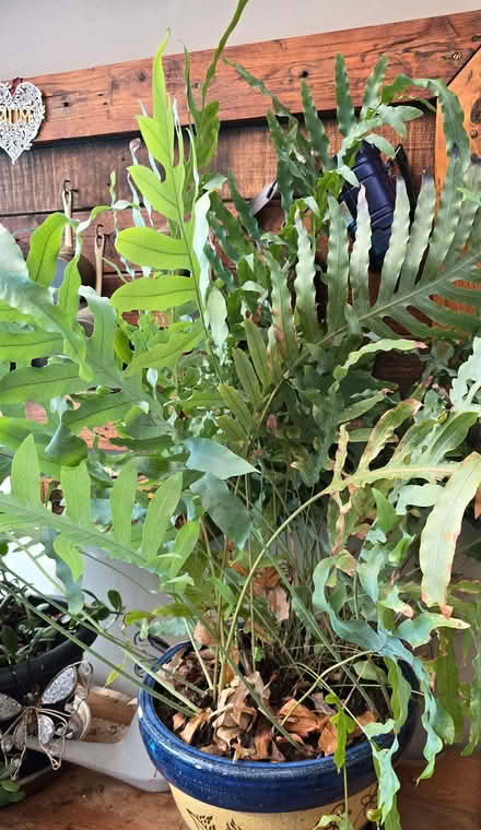 Photo of free Plants (2 Large, 2 Medium) (Locks Heath SO31) #1