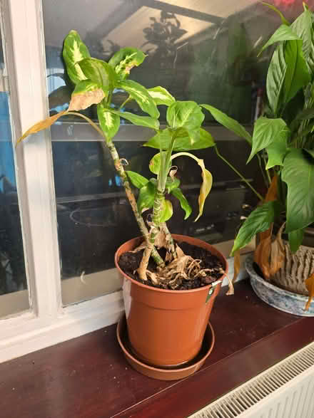 Photo of free Plants (2 Large, 2 Medium) (Locks Heath SO31) #4