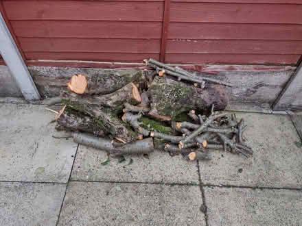 Photo of free Logs from apple tree. (Starling BL8) #1