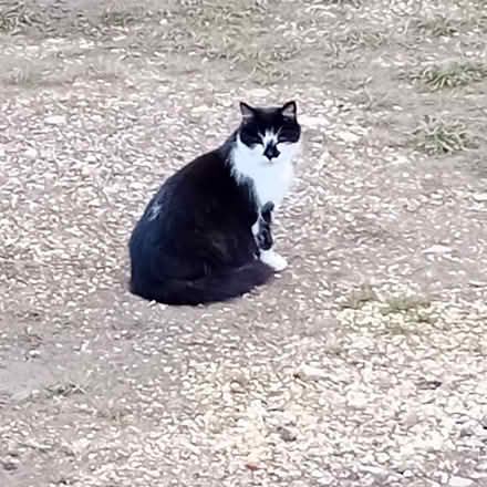 Photo of Cat food and cat accessories (Kempston West End MK43) #1