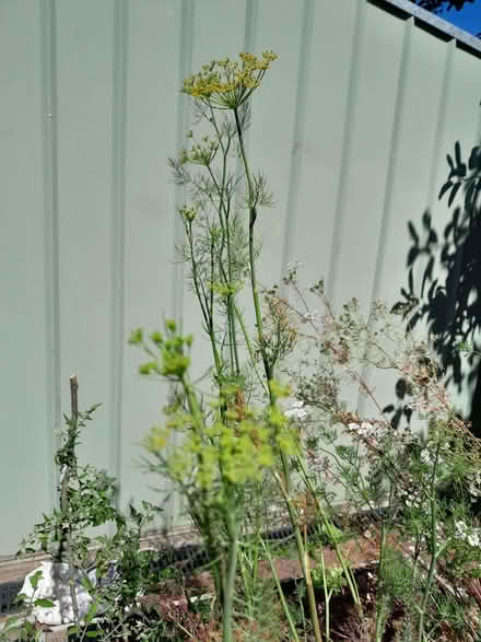 Photo of Gone to seed veggies (Barnard's Green WR14) #1