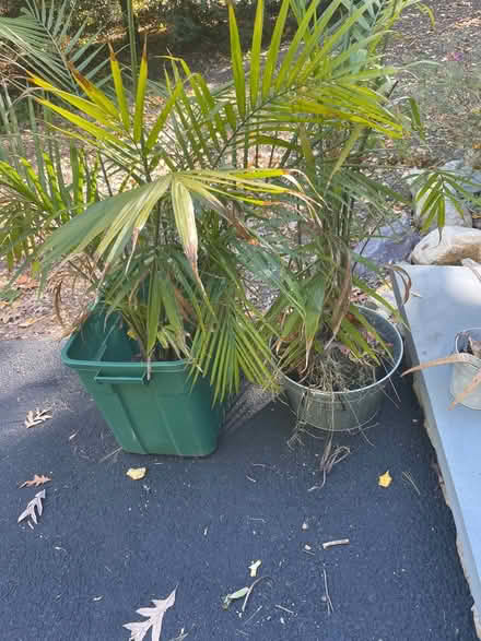 Photo of free Palms (Mountain Lakes) #1
