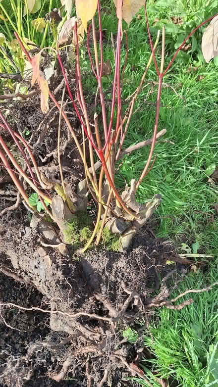 Photo of free Dogwood Plant (Cornus) - Red (Cheltenham) #1