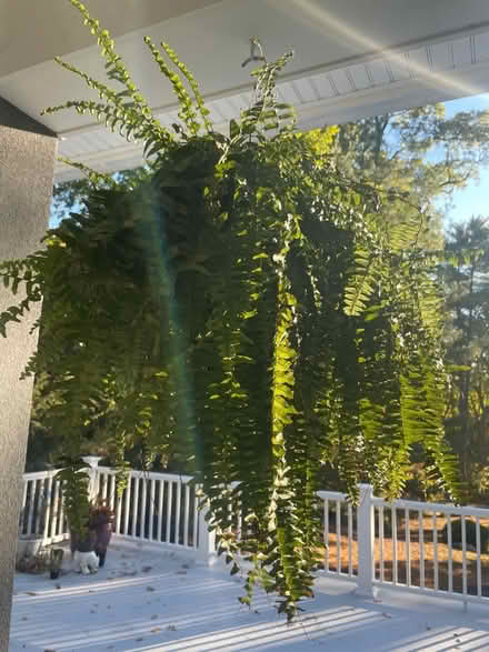 Photo of free 6 Boston ferns (Mountain Lakes) #1