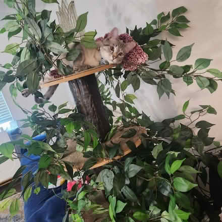 Photo of free Cat tree (Dickinson, TX) #1