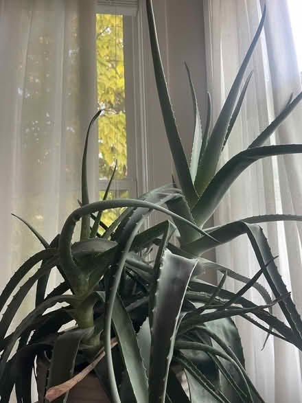Photo of free huge aloe plant (Winter Hill, Somerville) #1