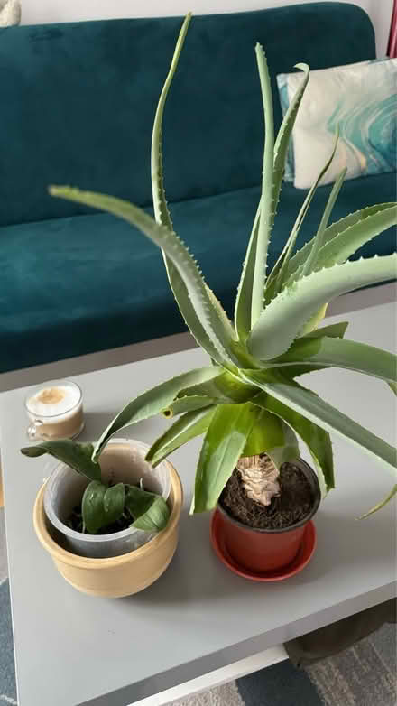 Photo of free Plants (W4) #1