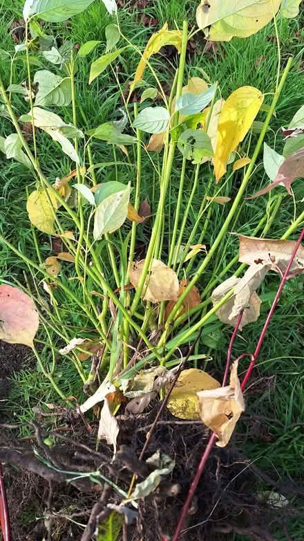 Photo of free Dogwood - Cornus Plant (Yellow) (Cheltenham) #1