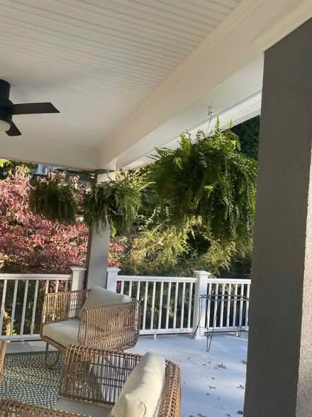Photo of free 6 Boston ferns (Mountain Lakes) #2