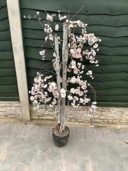 Photo of free Artificial Blossom Tree (Wistaston CW2) #1