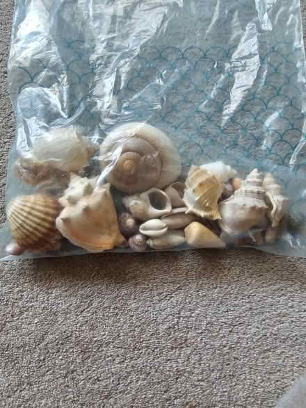Photo of free Various large shells (Ealing Broadway, W5) #1
