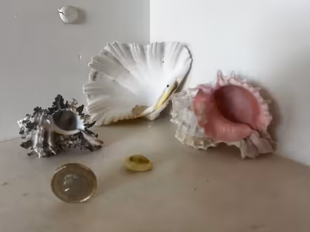 Photo of free Decorative Shells (Comiston EH10) #2