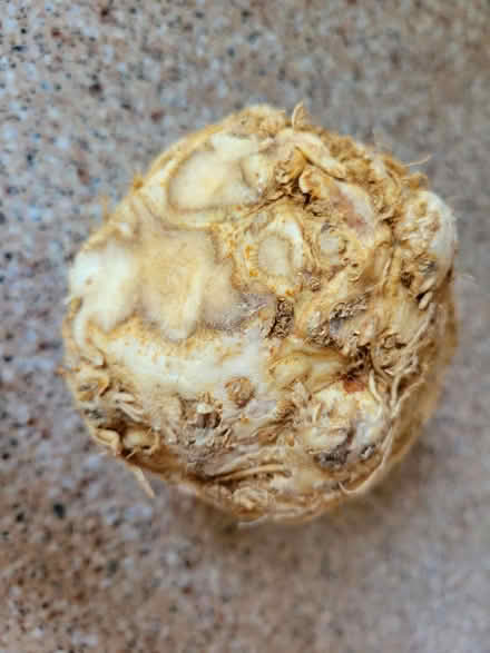 Photo of free 1 Celeriac (West 7th) #3
